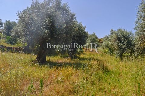 Landejendom i Macao, Santarem, Macao - € 72.500 | Ref: SA283 - foto 37