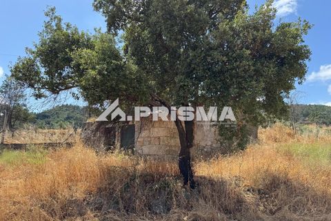 Helårsgrund i Castelo Branco, Castelo Branco, Castelo Branco - € 78.000 | Ref: PP4601 - foto 11