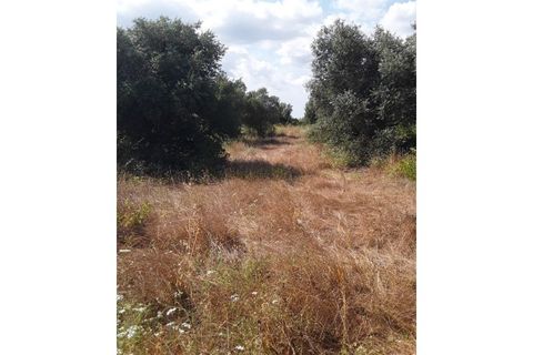 Helårsgrund i Azambuja, Lisbon, Azambuja - € 18.800 | Ref: CA-126 - foto 2