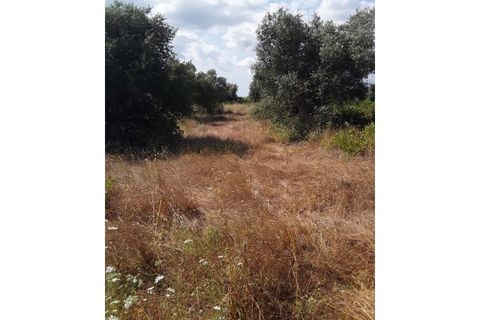 Helårsgrund i Azambuja, Lisbon, Azambuja - € 18.800 | Ref: CA-126 - foto 6