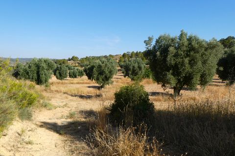 Finca i Mazaleon, Teruel, Mazaleon - € 16.000 | Ref: 1072 - foto 19