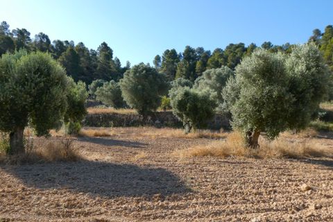 Finca i Mazaleon, Teruel, Mazaleon - € 16.000 | Ref: 1072 - foto 18