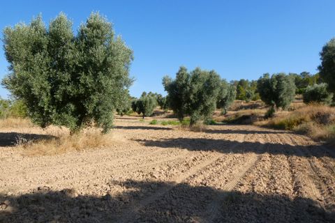 Finca i Mazaleon, Teruel, Mazaleon - € 16.000 | Ref: 1072 - foto 23