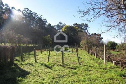 Farm hus i Caminha, Viana do Castelo, Caminha - € 990.000 | Ref: 401/Q/00230 - foto 12