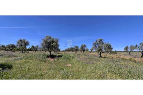 Farm i Alter do Chao, Portalegre, Alter do Chao - € 200.000 | Ref: FIN_4 - foto 10