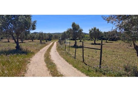 Farm i Alter do Chao, Portalegre, Alter do Chao - € 200.000 | Ref: FIN_4 - foto 7