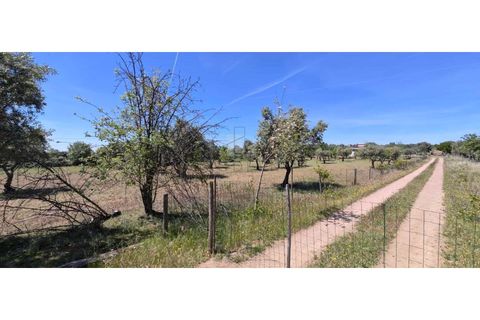 Farm i Alter do Chao, Portalegre, Alter do Chao - € 200.000 | Ref: FIN_4 - foto 12