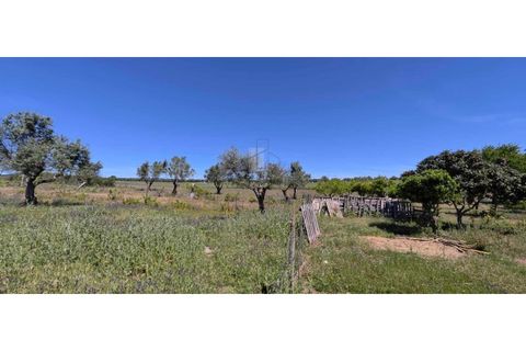 Farm i Alter do Chao, Portalegre, Alter do Chao - € 200.000 | Ref: FIN_4 - foto 8