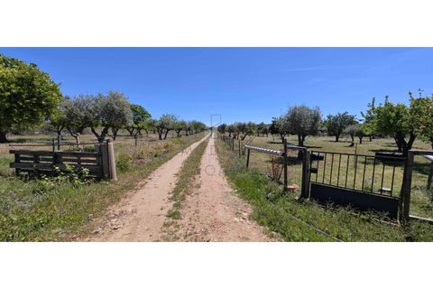 Farm i Alter do Chao, Portalegre, Alter do Chao - € 200.000 | Ref: FIN_4 - foto 4