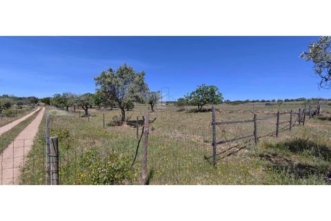 Farm i Alter do Chao, Portalegre, Alter do Chao - € 200.000 | Ref: FIN_4 - foto 13