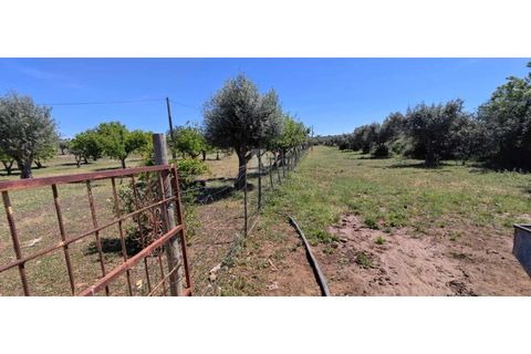 Farm i Alter do Chao, Portalegre, Alter do Chao - € 200.000 | Ref: FIN_4 - foto 15