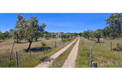 Farm i Alter do Chao, Portalegre, Alter do Chao - € 200.000 | Ref: FIN_4 - foto 16