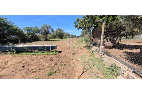 Farm i Alter do Chao, Portalegre, Alter do Chao - € 200.000 | Ref: FIN_4 - foto 18