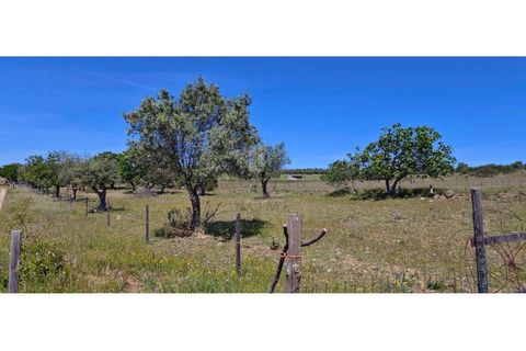 Farm i Alter do Chao, Portalegre, Alter do Chao - € 200.000 | Ref: FIN_4 - foto 17