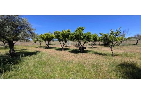 Farm i Alter do Chao, Portalegre, Alter do Chao - € 200.000 | Ref: FIN_4 - foto 19