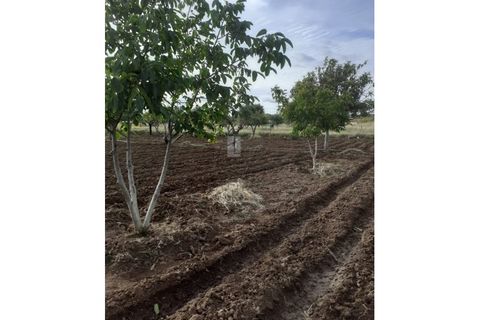 Farm i Alter do Chao, Portalegre, Alter do Chao - € 200.000 | Ref: FIN_4 - foto 2