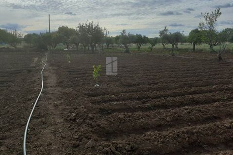Farm i Alter do Chao, Portalegre, Alter do Chao - € 200.000 | Ref: FIN_4 - foto 11