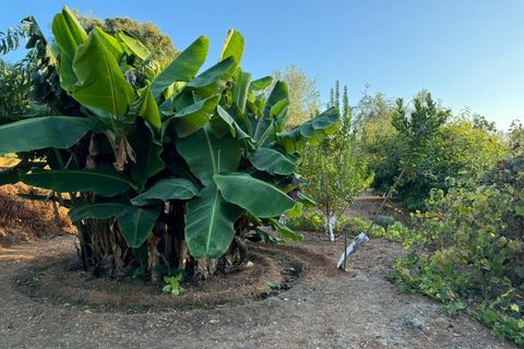 Terra a Marmelete, Faro, Marmelete - € 149.000 | Ref: SÒL_174 - foto 7
