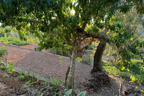 Terra a Marmelete, Faro, Marmelete - € 149.000 | Ref: SÒL_174 - foto 12