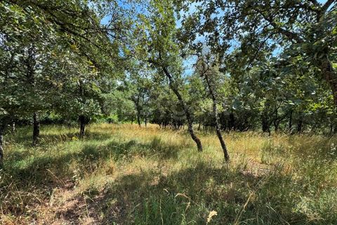 Helårsgrund i Penela, Coimbra, Penela - € 38.250 | Ref: RR97533 - foto 14
