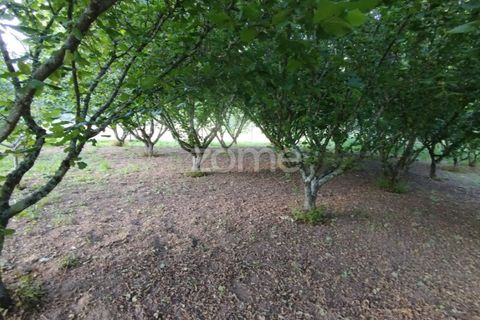 Terra a Ranhados, Viseu, Ranhados - € 40.000 | Ref: ZMPT578234 - foto 8