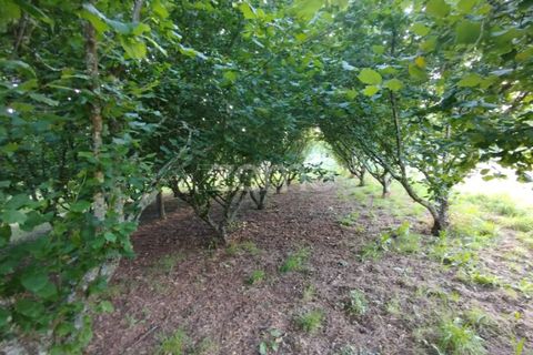 Terra a Ranhados, Viseu, Ranhados - € 40.000 | Ref: ZMPT578234 - foto 2