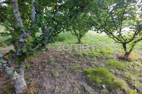 Terra a Ranhados, Viseu, Ranhados - € 40.000 | Ref: ZMPT578234 - foto 3
