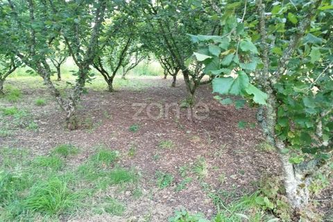 Terra a Ranhados, Viseu, Ranhados - € 40.000 | Ref: ZMPT578234 - foto 4