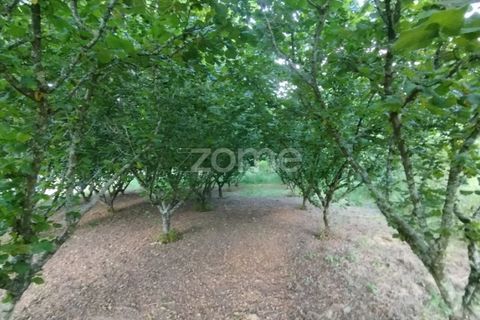 Terra a Ranhados, Viseu, Ranhados - € 40.000 | Ref: ZMPT578234 - foto 5
