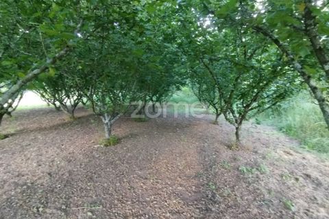 Terra a Ranhados, Viseu, Ranhados - € 40.000 | Ref: ZMPT578234 - foto 7