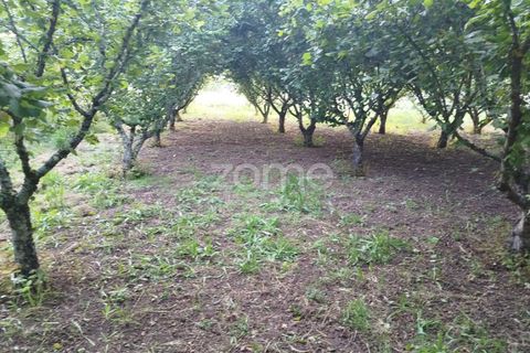 Terra a Ranhados, Viseu, Ranhados - € 40.000 | Ref: ZMPT578234 - foto 12