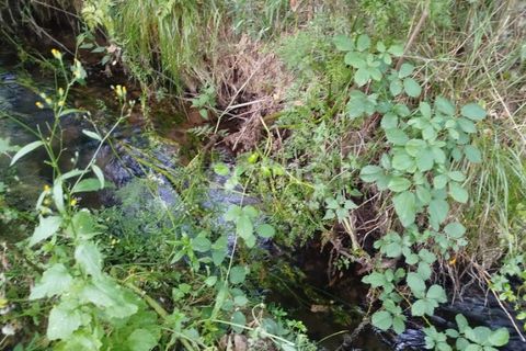 Terra a Ranhados, Viseu, Ranhados - € 40.000 | Ref: ZMPT578234 - foto 15