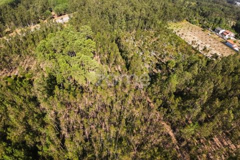 Helårsgrund i Cantanhede, Coimbra, Cantanhede - € 15.900 | Ref: ZMPT570825 - foto 6