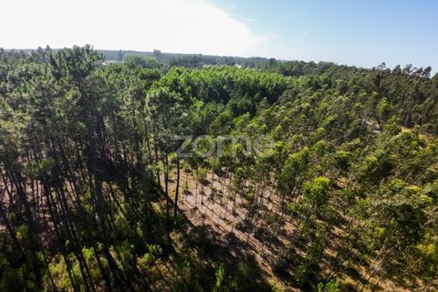 Helårsgrund i Cantanhede, Coimbra, Cantanhede - € 15.900 | Ref: ZMPT570825 - foto 8