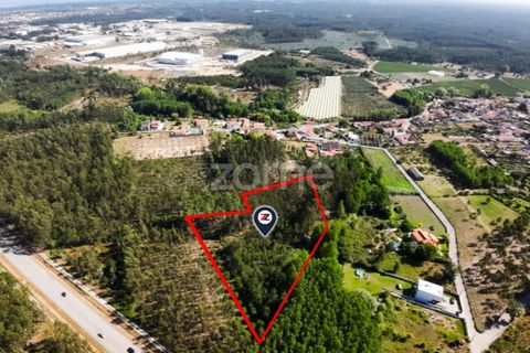 Helårsgrund i Cantanhede, Coimbra, Cantanhede - € 15.900 | Ref: ZMPT570825 - foto 5