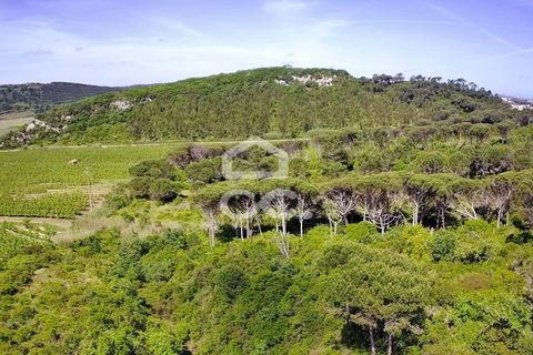 Helårsgrund i Obidos, Leiria, Obidos - € 32.000 | Ref: 321/T/01236 - foto 10