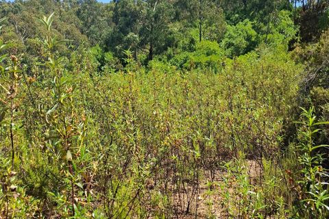 Helårsgrund i Monchique, Faro, Monchique - € 10.000 | Ref: C0507-00241 - foto 9