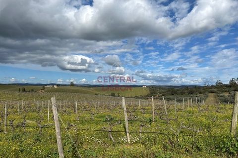 Helårsgrund i Alandroal, Evora, Alandroal - € 3.000.000 | Ref: SF0004 - foto 5