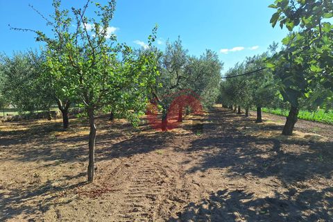 Villa i Benevento, Benevento, Benevento - € 330.000 | Ref: AA39709 - foto 24