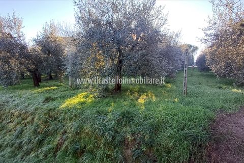 Helårsgrund i Chiusi, Siena, Chiusi - € 15.000 | Ref: TA29 - foto 3