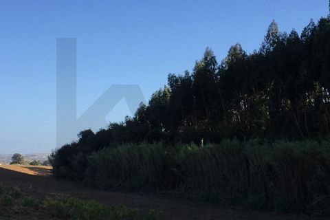 Farm i Alenquer, Lisbon, Alenquer - € 1.500.000 | Ref: KWPT-015114 - foto 9