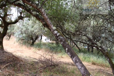 Helårsgrund i Tomar, Santarem, Tomar - € 16.000 | Ref: Tr120 - foto 7