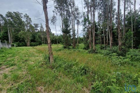 Terra a Ponte de Lima, Viana do Castelo, Ponte de Lima - € 20.000 | Ref: 119264 - foto 10