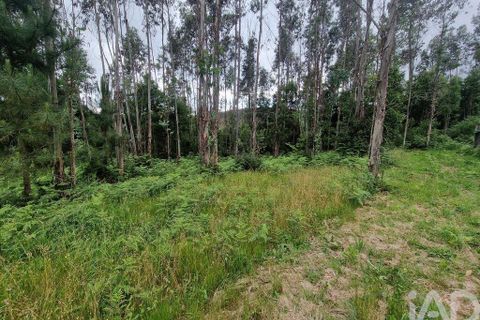 Terra a Ponte de Lima, Viana do Castelo, Ponte de Lima - € 20.000 | Ref: 119264 - foto 21