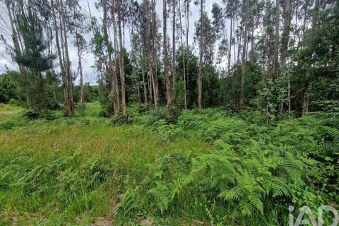 Terra a Ponte de Lima, Viana do Castelo, Ponte de Lima - € 20.000 | Ref: 119264 - foto 23