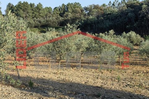 Tomt i Alvite e Passos, Braga, Alvite e Passos - € 70 000 | Ref: SÒL_1290 - foto 5