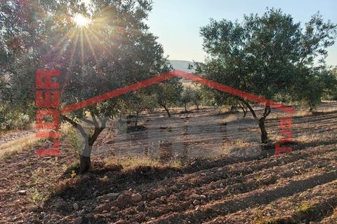 Terreno en Alvite e Passos, Braga, Alvite e Passos - € 20.000 | Ref: SÒL_1291 - photo 2