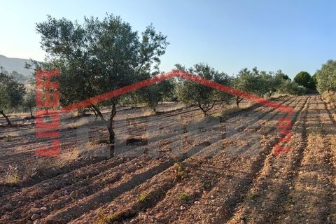 Terreno en Alvite e Passos, Braga, Alvite e Passos - € 20.000 | Ref: SÒL_1291 - photo 3