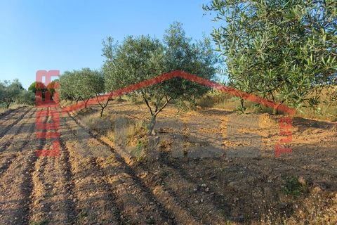 Terreno en Alvite e Passos, Braga, Alvite e Passos - € 20.000 | Ref: SÒL_1291 - photo 4