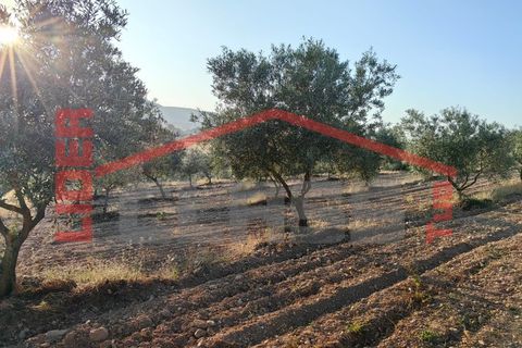 Terreno en Alvite e Passos, Braga, Alvite e Passos - € 20.000 | Ref: SÒL_1291 - photo 5